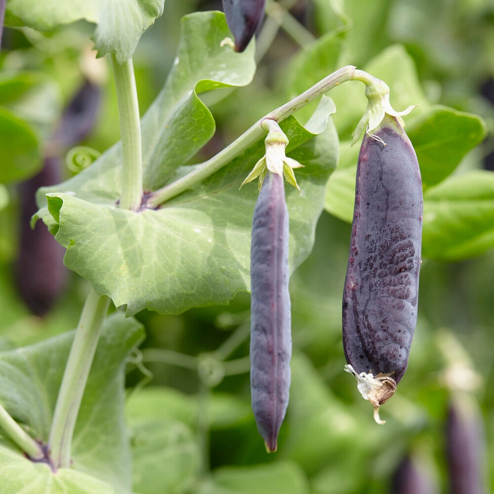 Pois nain Désirée - Pisum sativum désirée - Willemse