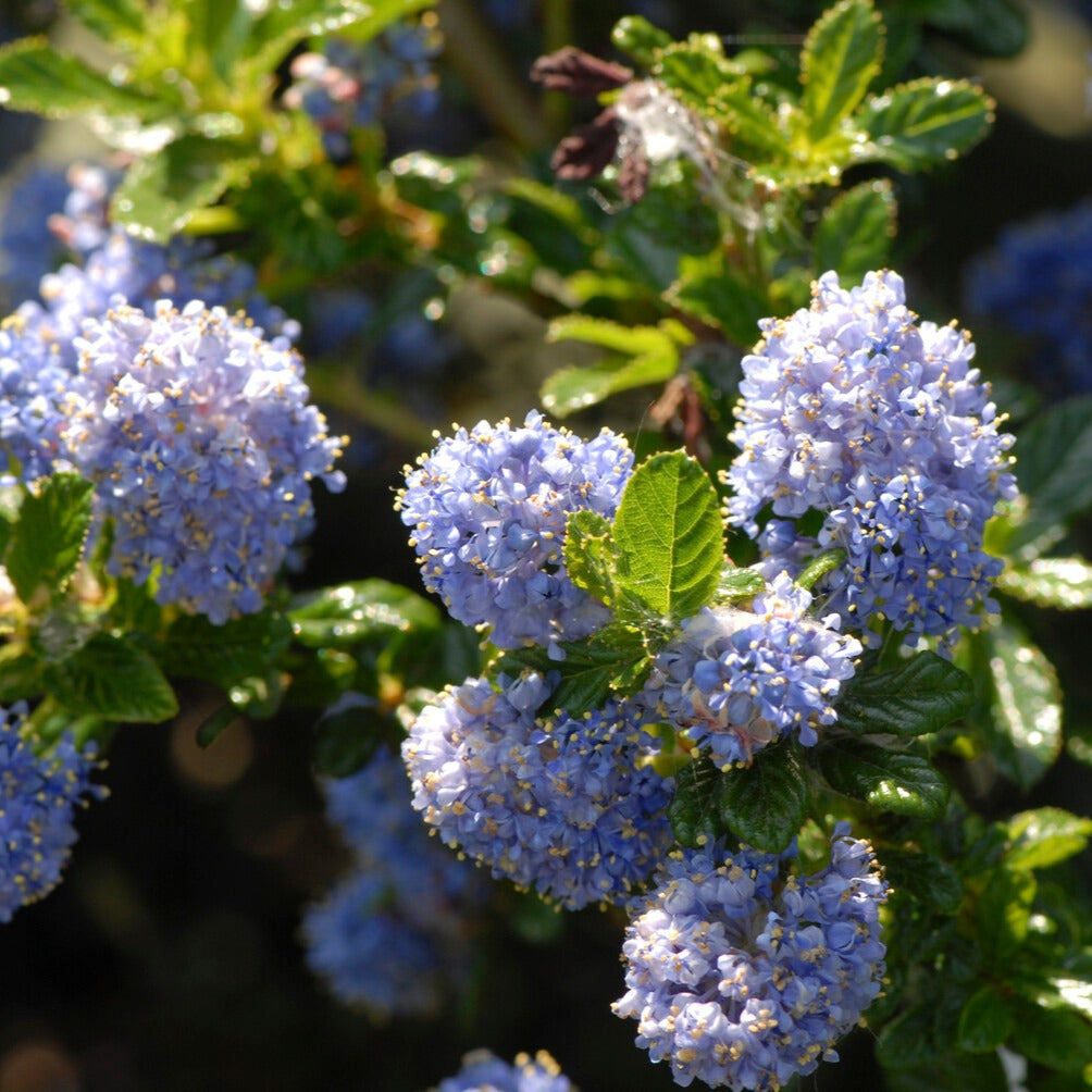 Céanothe Blue Mound sur tige - Ceanothus blue mound - Willemse