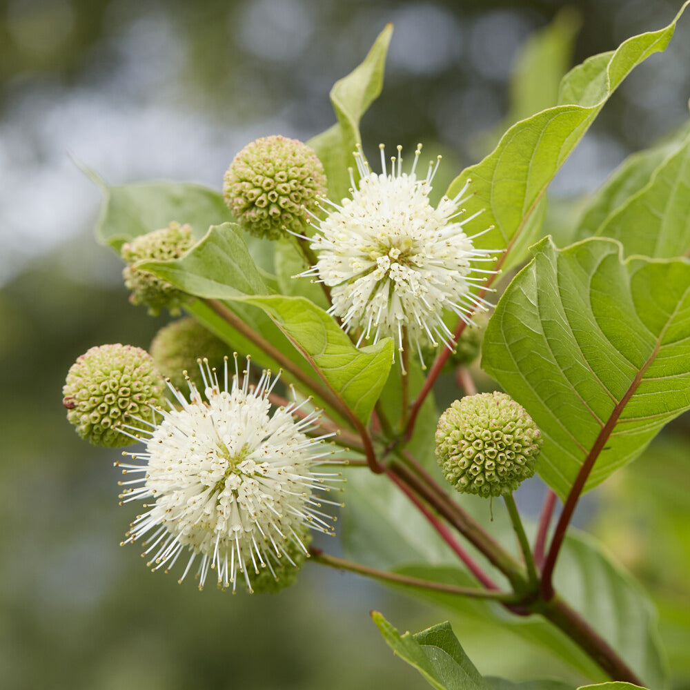 Cephalanthus occidentalis sur tige - Cephalanthus occidentalis - Willemse