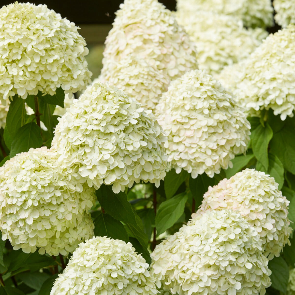 Hortensia paniculé Limelight ® sur tige - Hydrangea paniculata limelight ® - Willemse