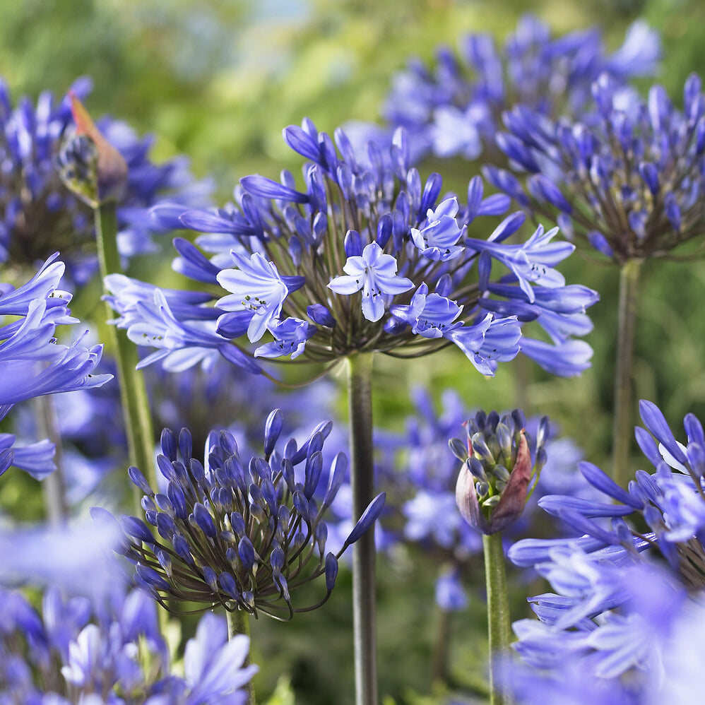 Agapanthe Doctor Brouwer - Agapanthus x africanus Doctor Brouwer - Willemse