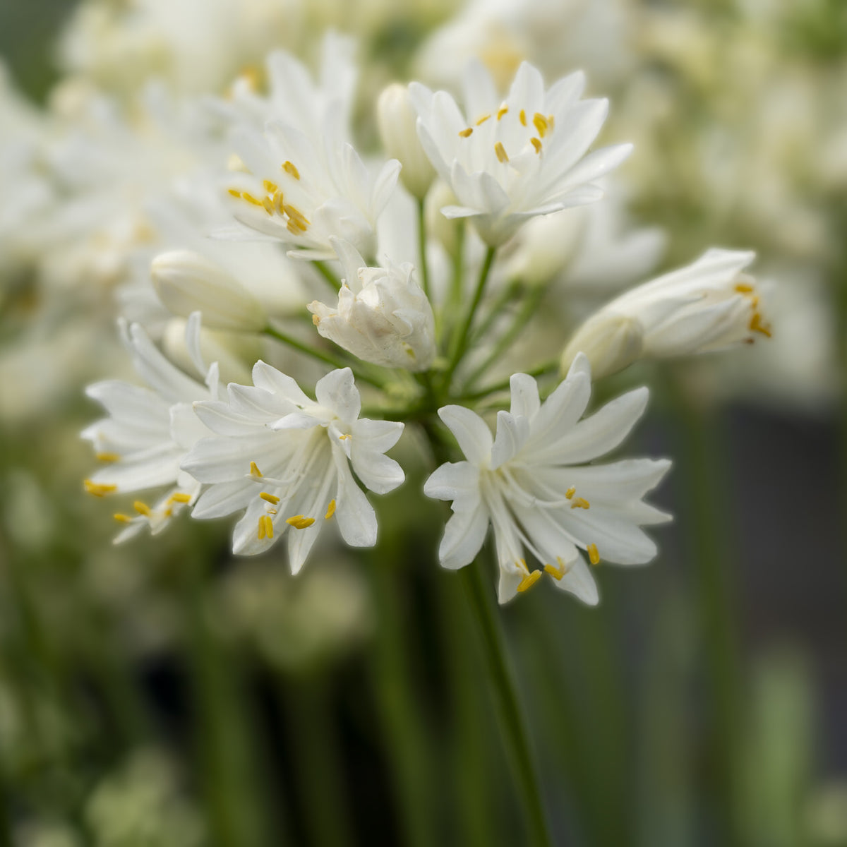 Agapanthe Double Diamond - Agapanthus rfdd double diamond - Willemse