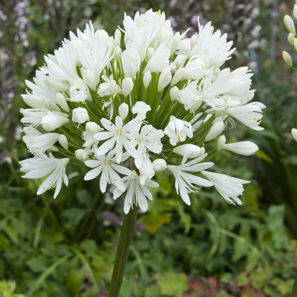 Agapanthe White Heaven - Agapanthus white heaven - Willemse