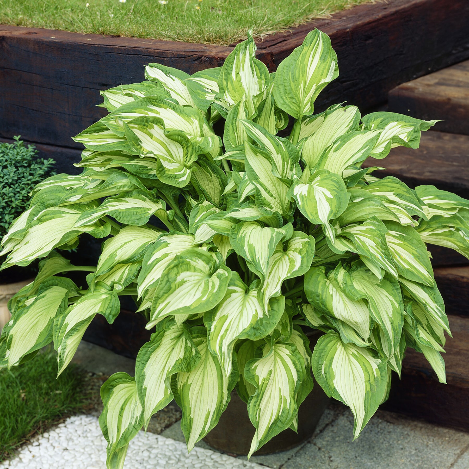 Hosta fortunei albopicta