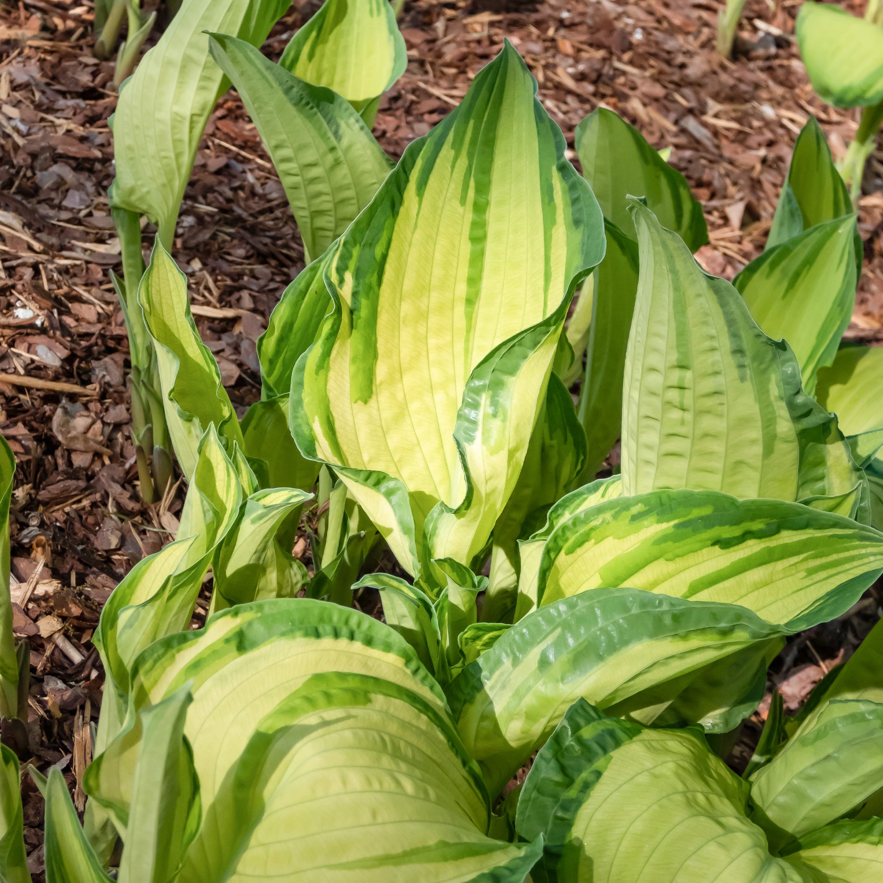 Hosta Albopicta