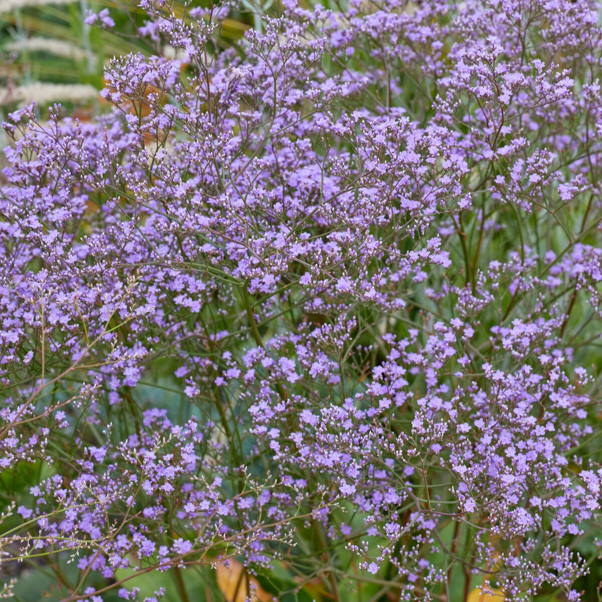 Statice vivace - Limonium gerberi - Willemse