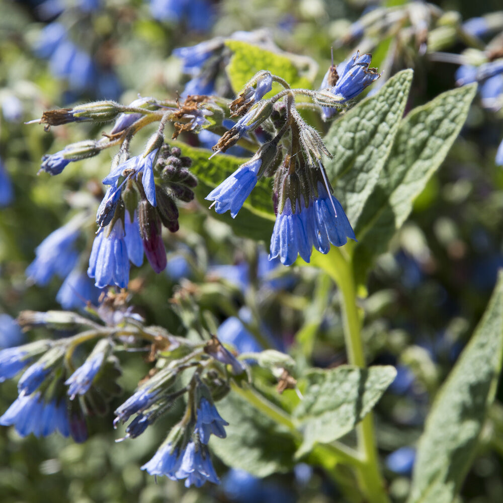 Consoude bleue - Symphytum azureum - Willemse