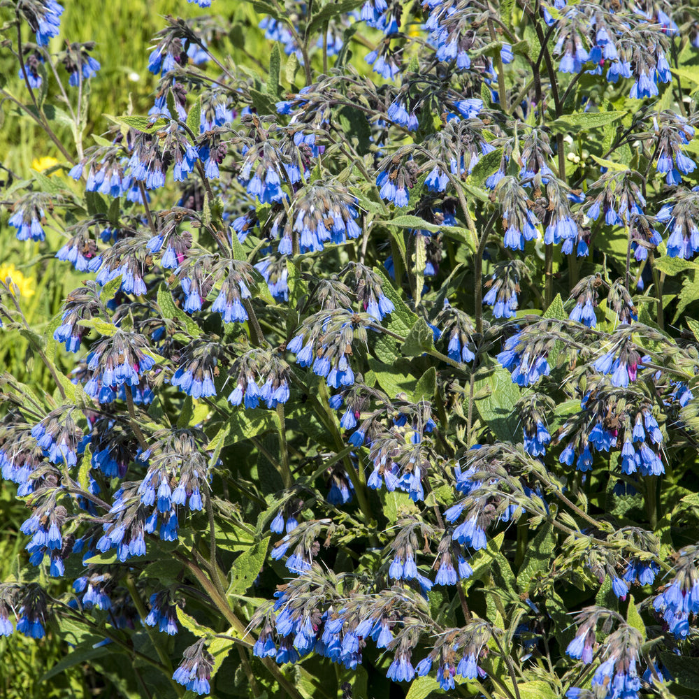 Consoude bleue - Symphytum azureum - Willemse