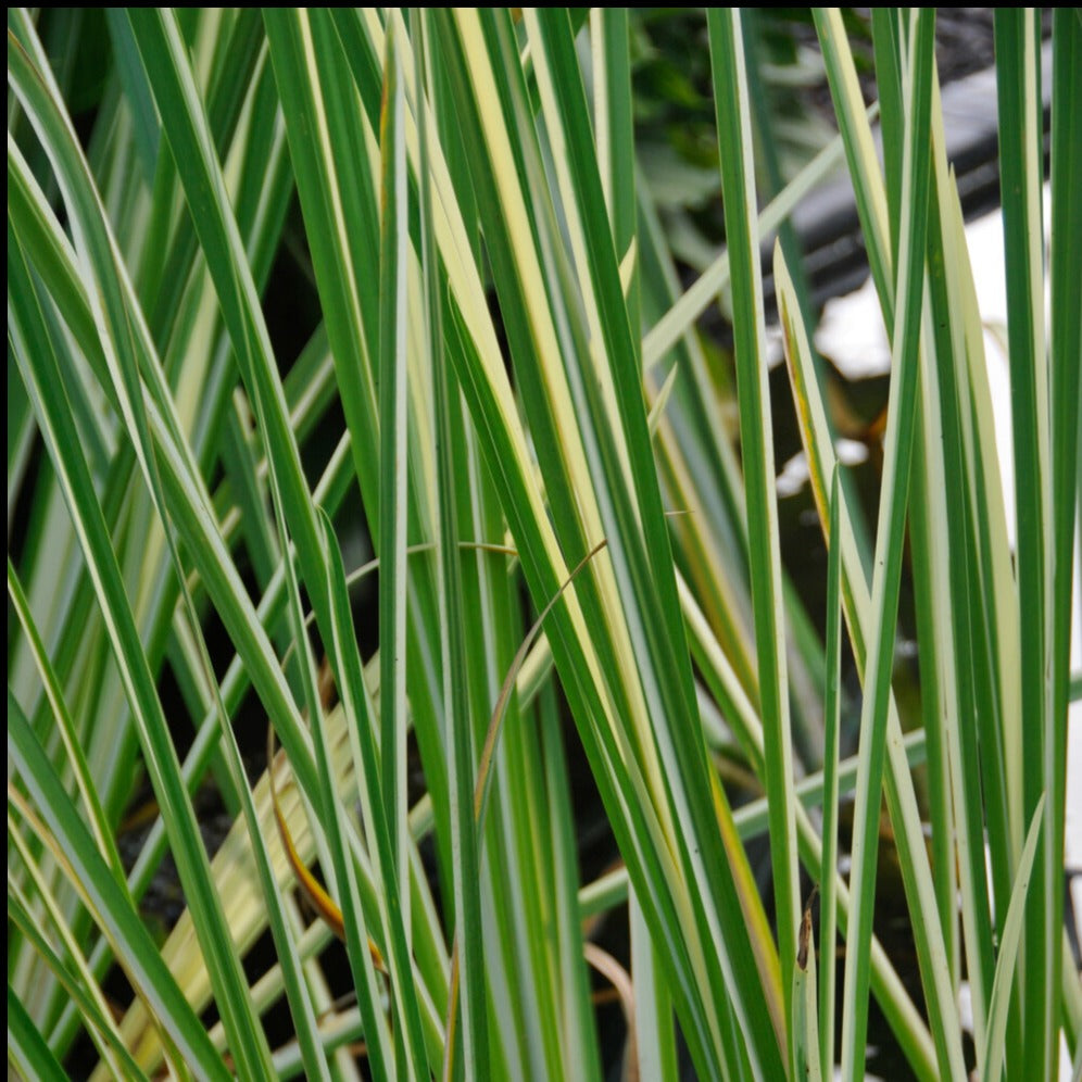 Acore odorant panaché - Acorus calamus variegatus - Plantes aquatiques