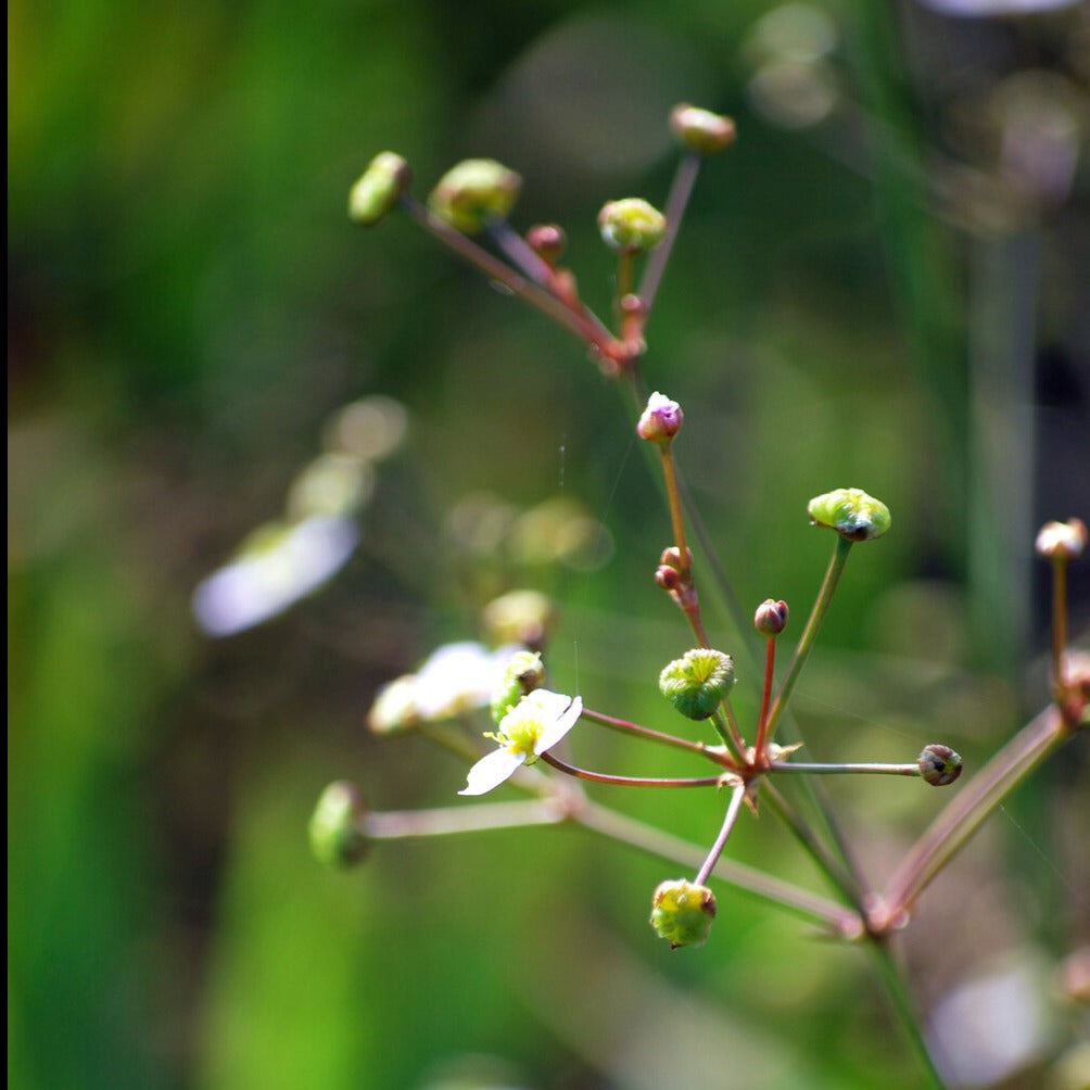 Plantain d'eau lancéolé - Alisma lanceolatum - Plantes aquatiques