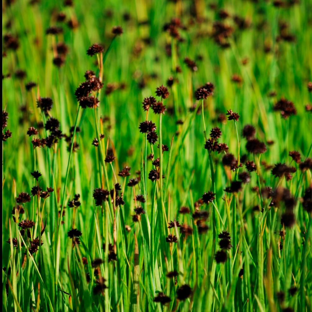 Jonc nain - Juncus ensifolius - Plantes aquatiques