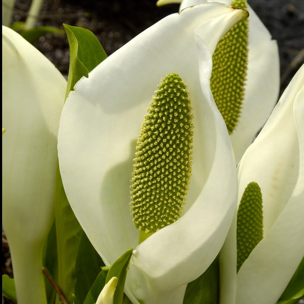 Arum bananier blanc - Lysichiton camtschatcensis - Plantes