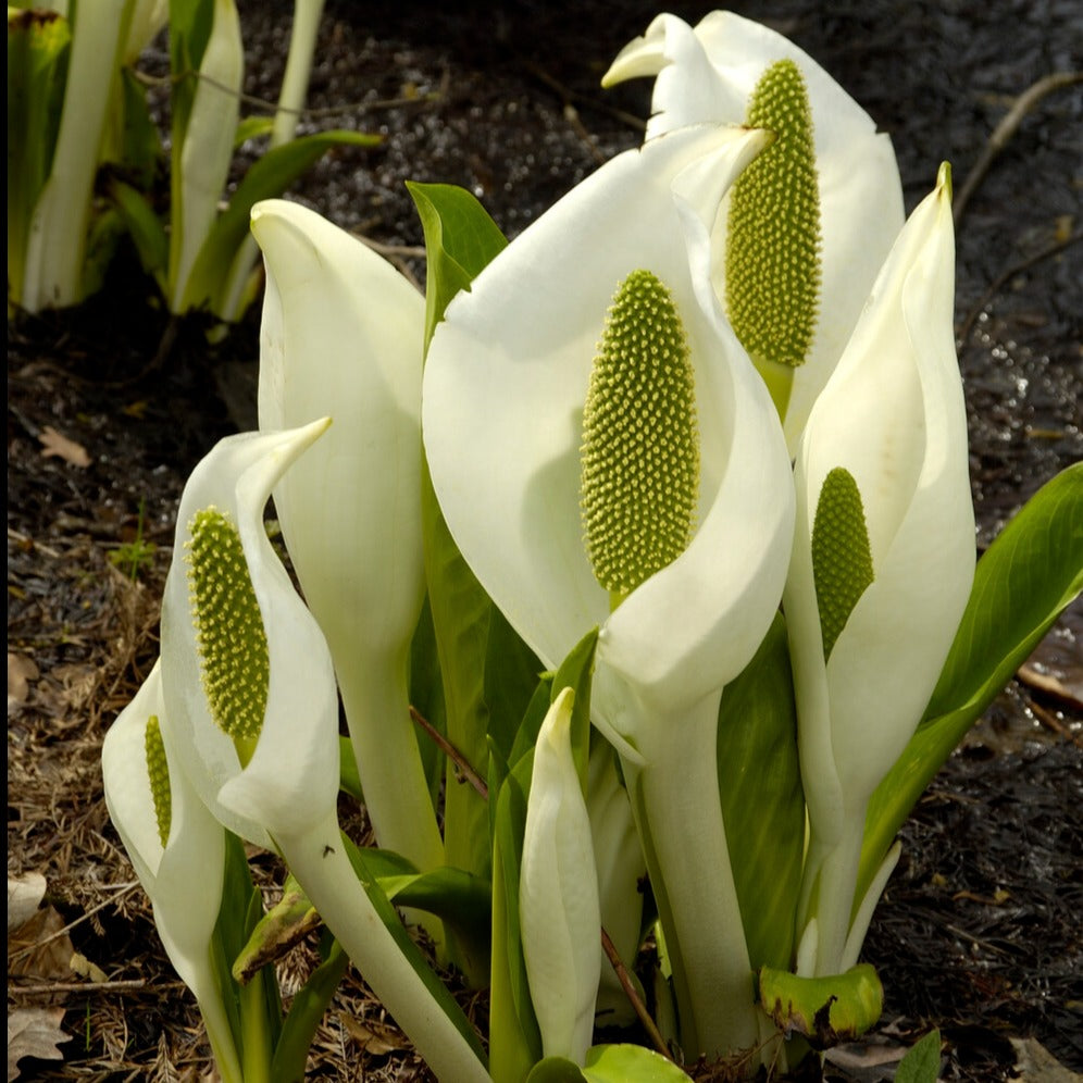 Arum bananier blanc - Lysichiton camtschatcensis - Willemse