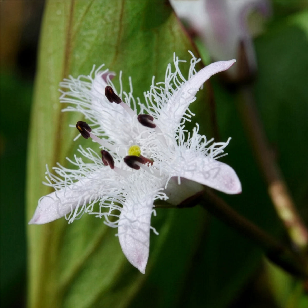 Trèfle d'eau - Menyanthes trifoliata - Willemse