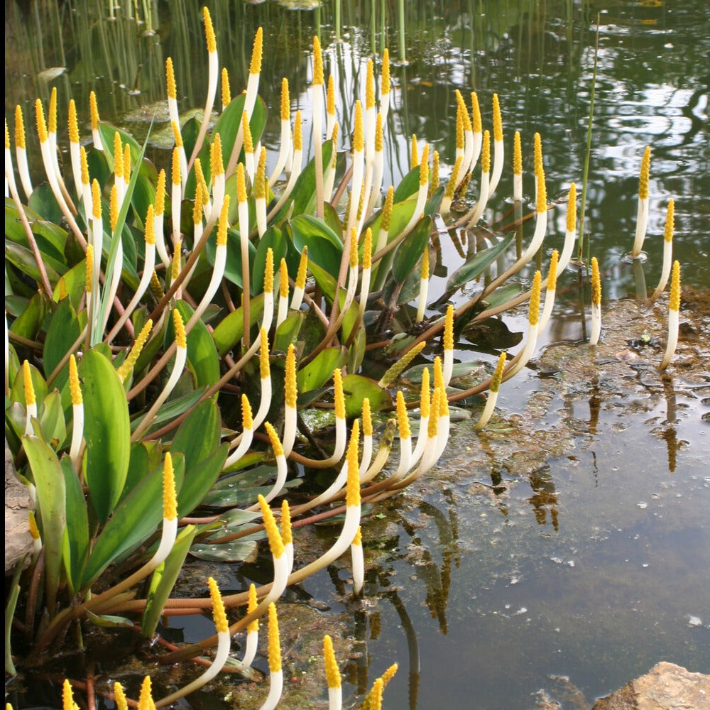 Plante bougie - Orontium aquaticum - Plantes