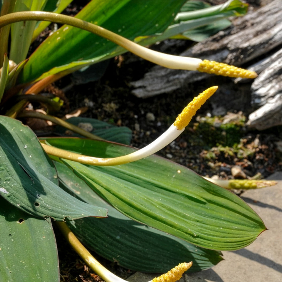 Plante bougie - Orontium aquaticum - Willemse