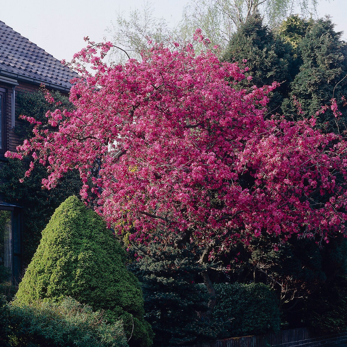 Pommier d'ornement Liset