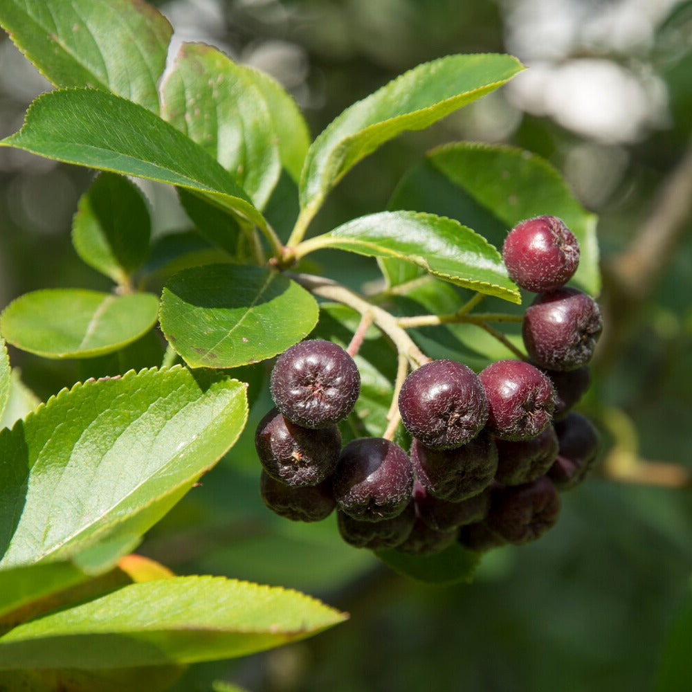 Aronia à fruits noirs - Aronia melanocarpa - Willemse