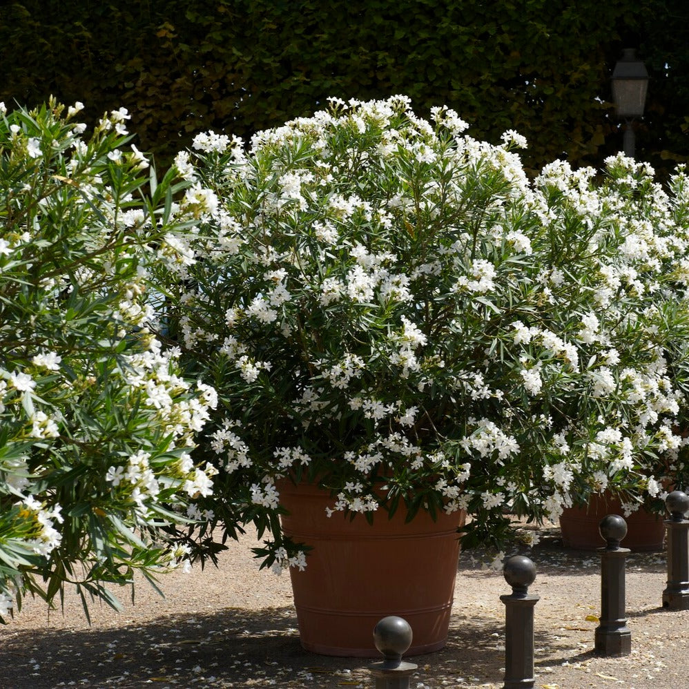 Laurier-rose  à fleurs blanches