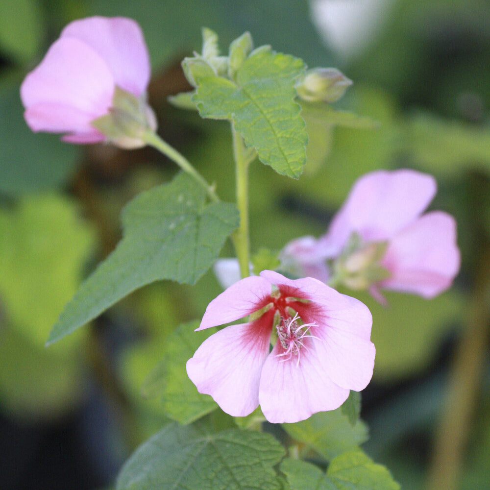 Mauve du Cap - Anisodontea capensis - Willemse