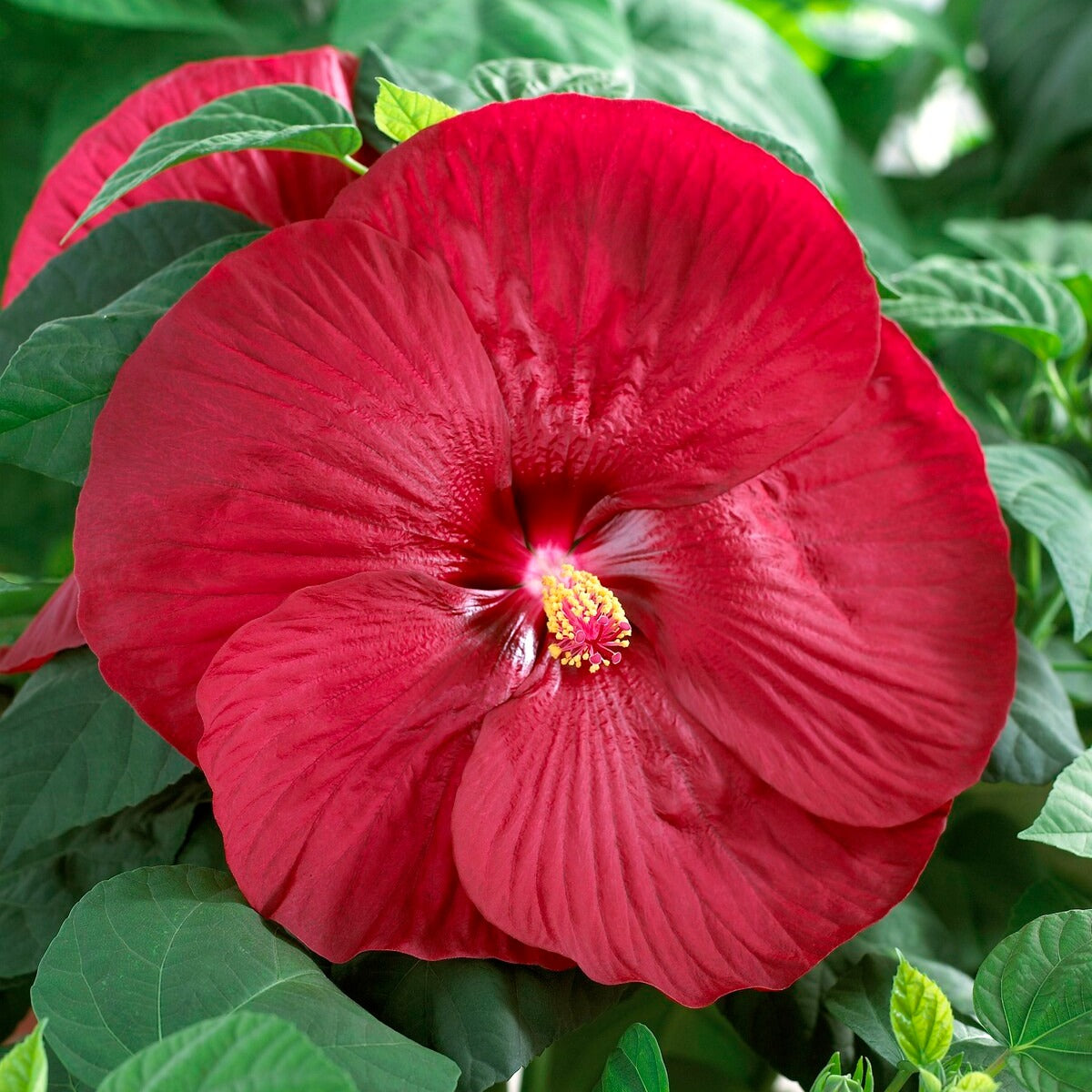 Hibiscus des marais Luna Red - Hibiscus moscheutos Luna Red - Willemse