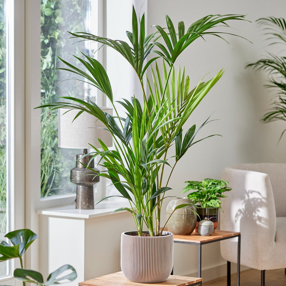 Palmier Kentia de Foster - Howea forsteriana - Willemse