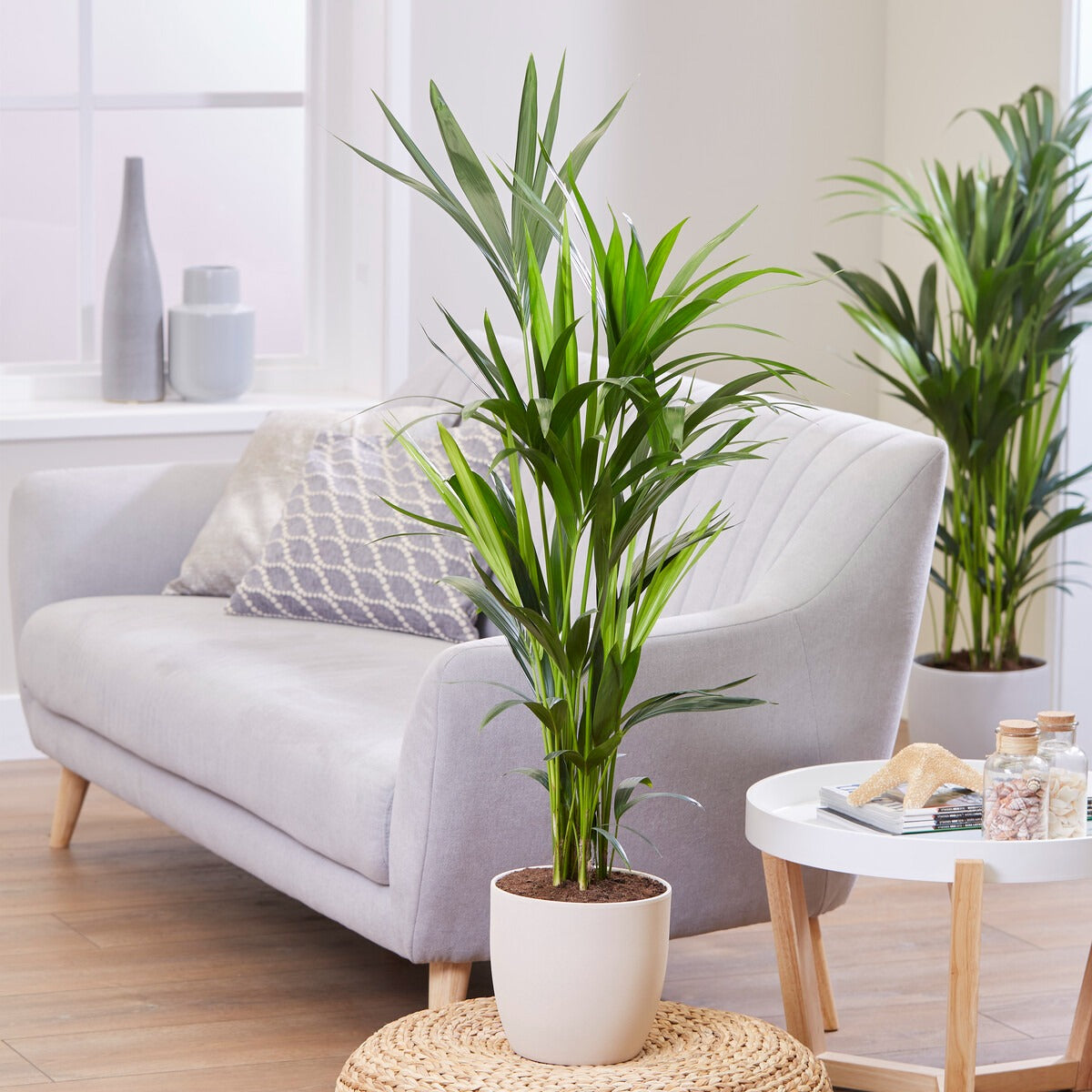 Palmier Kentia de Foster - Howea forsteriana