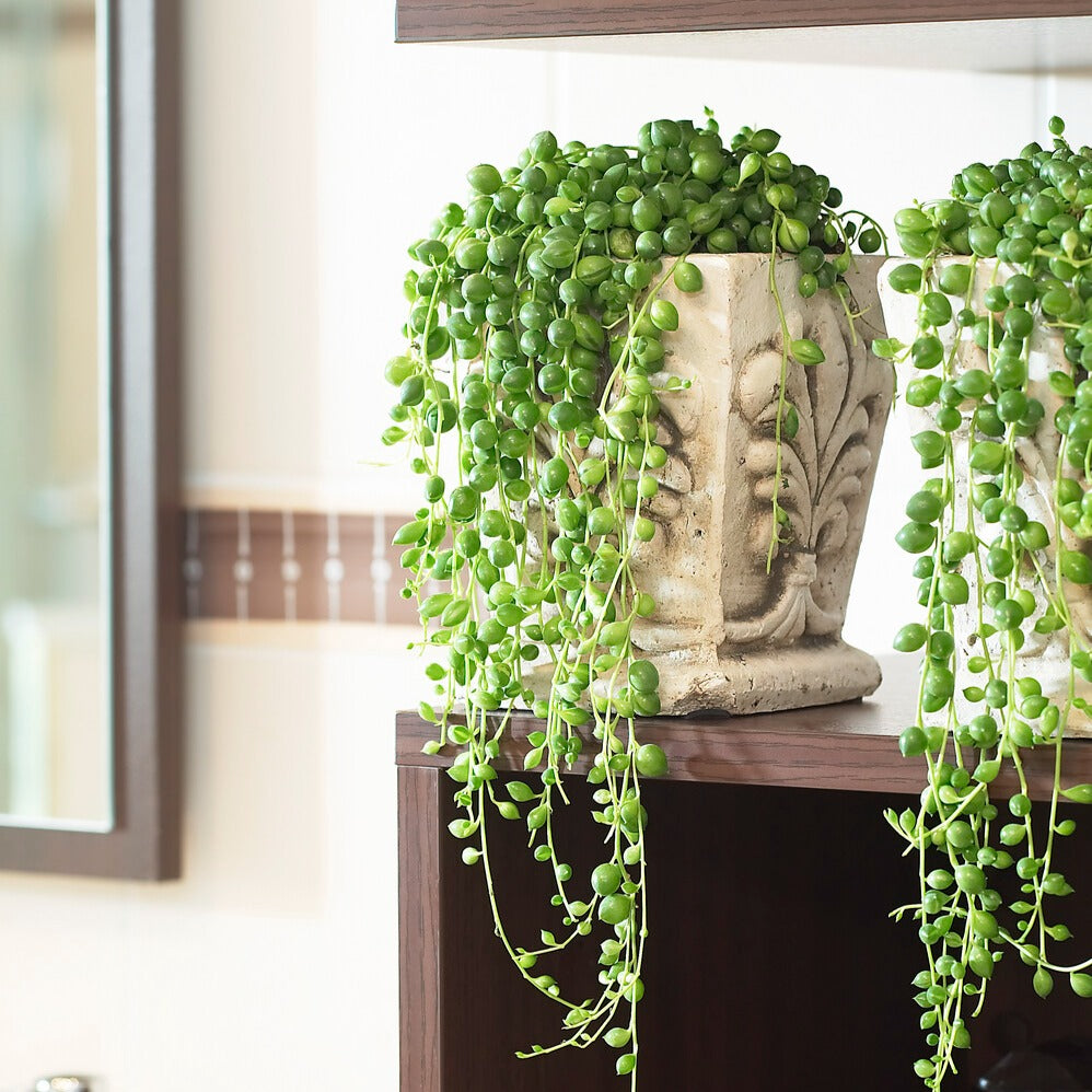 Senecio de Rowley - Senecio rowleyanus - Willemse