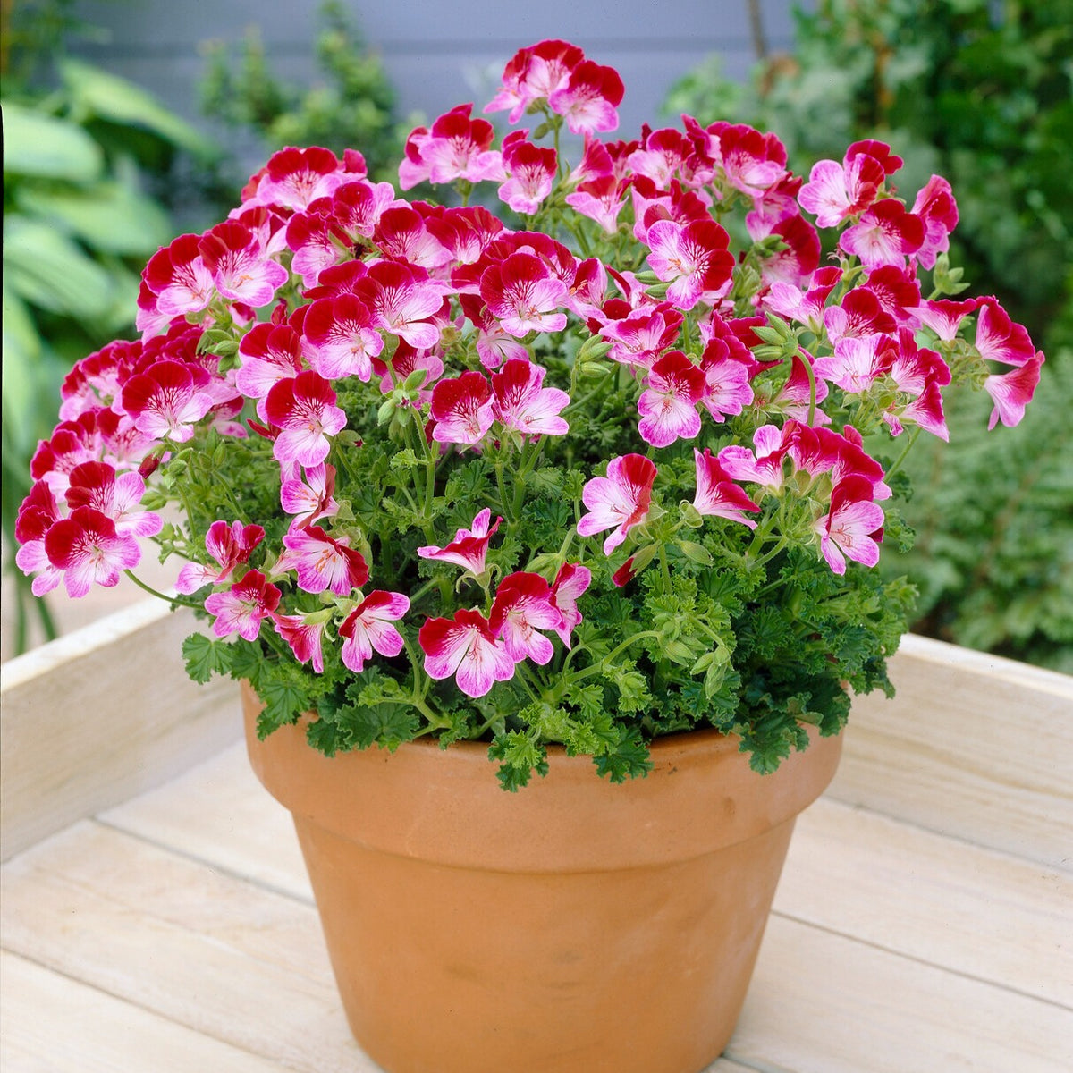 Géranium Angel Tip Top Duet - Pelargonium grandiflorum Angel Tip Top Duet - Willemse