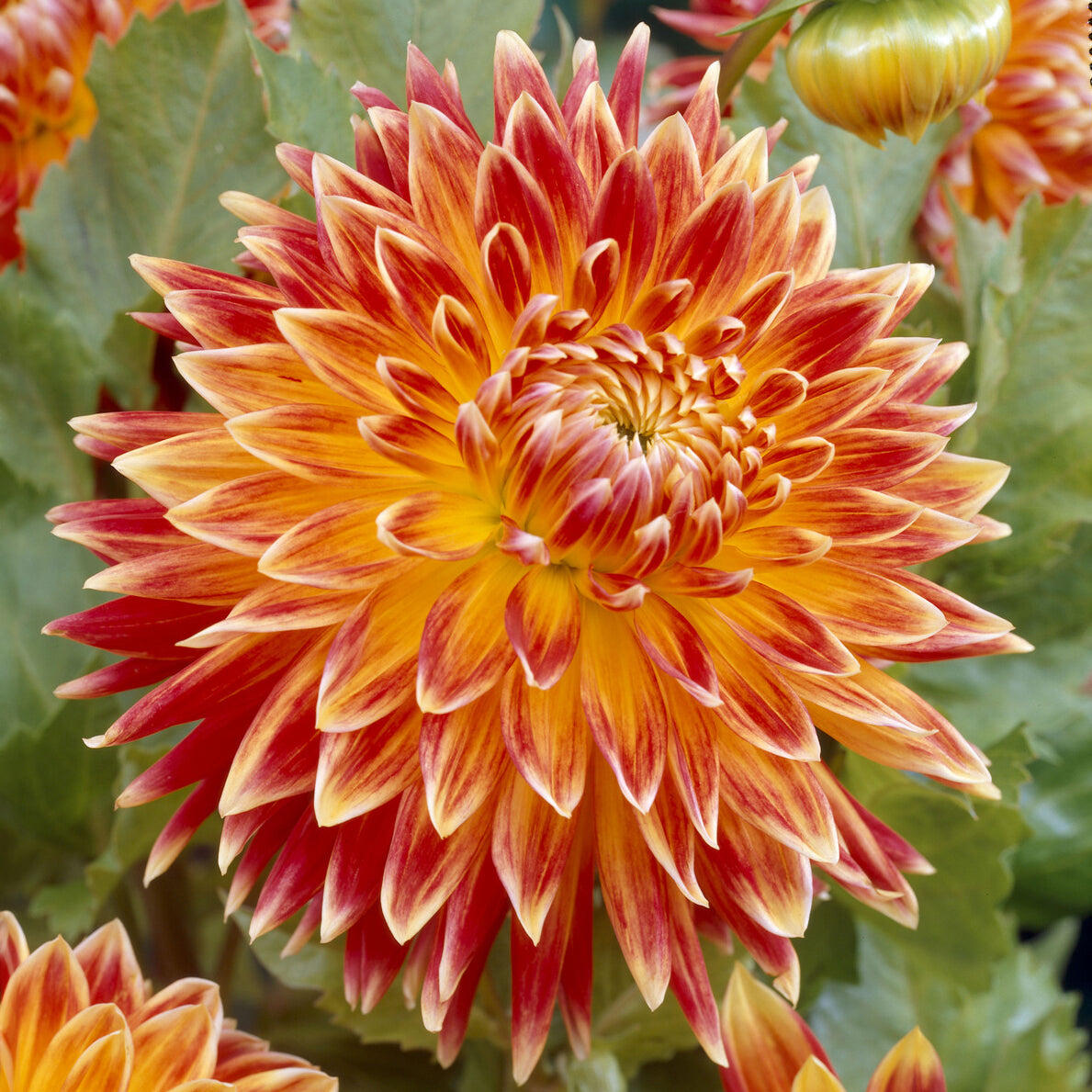 Dahlia Akita - Dahlia akita - Willemse