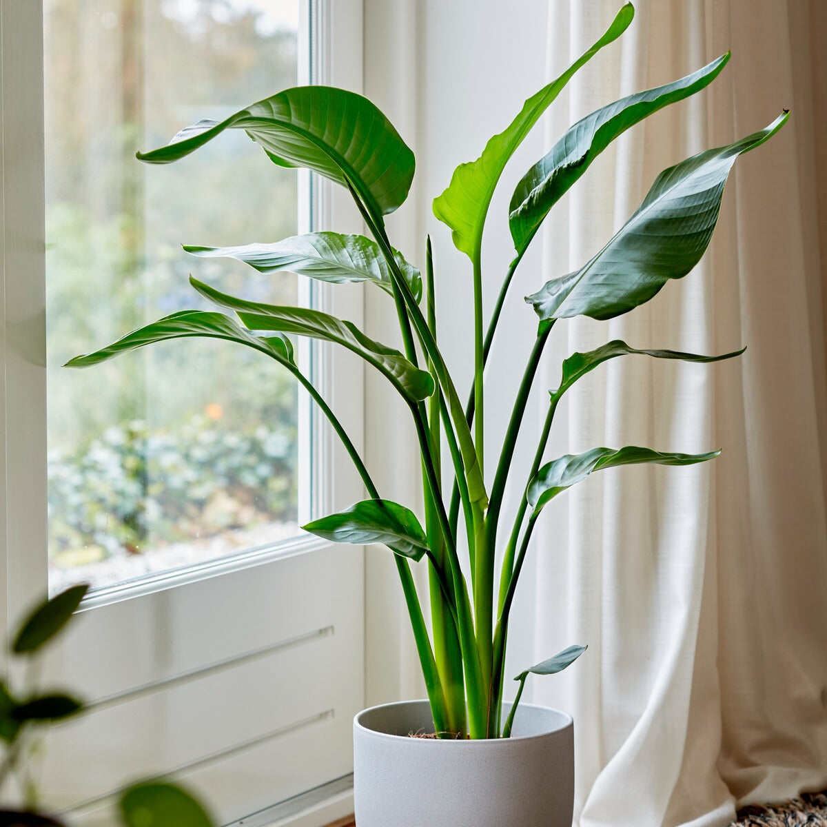 Oiseau du paradis - Strelitzia nicolai - Strelitzia nicolai - Plantes d'intérieur