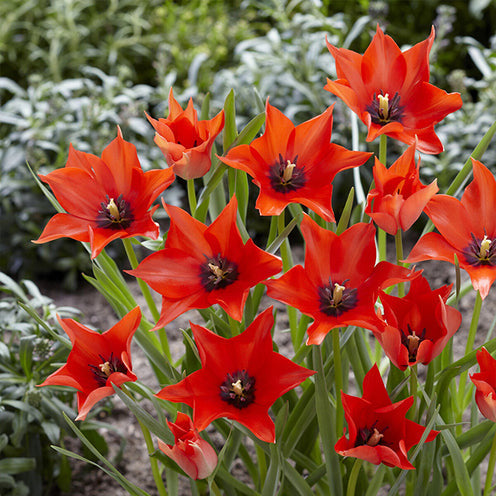 100 Bulbes de fleurs 6 Mois de Fleurs en mélange