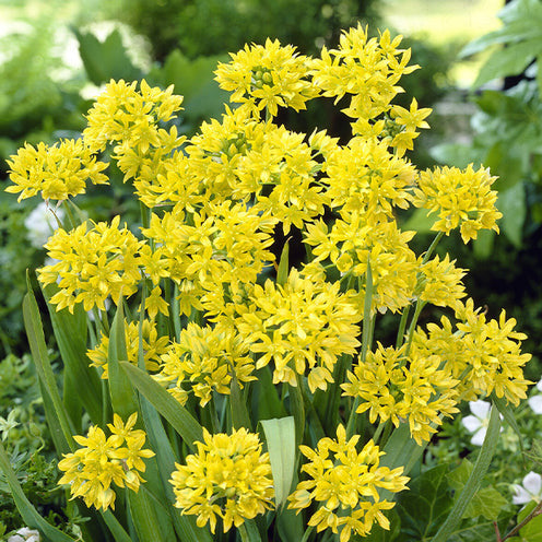 100 Bulbes de fleurs 6 Mois de Fleurs en mélange