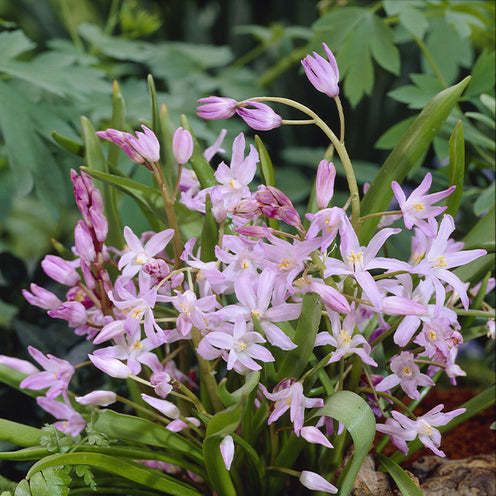 100 Bulbes de fleurs 6 Mois de Fleurs en mélange