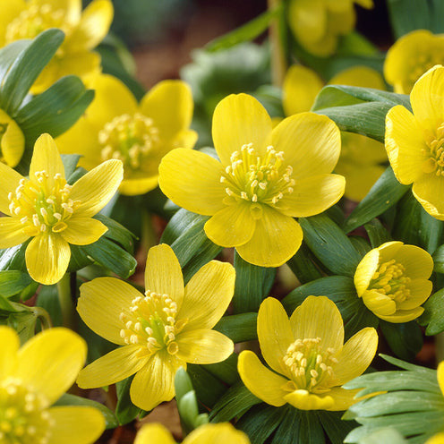 70 Bulbes de fleurs Butterfly Food en mélange