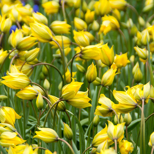 70 Bulbes de fleurs Butterfly Food en mélange