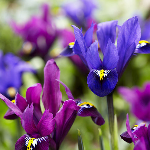 25 Iris Fraternal Twins en mélange - Iris Blue Hill, Iris Purple Hill - Willemse