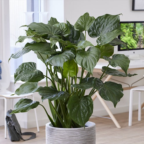 Oreille d'éléphant naine - Alocasia - Alocasia cucullata - Plantes