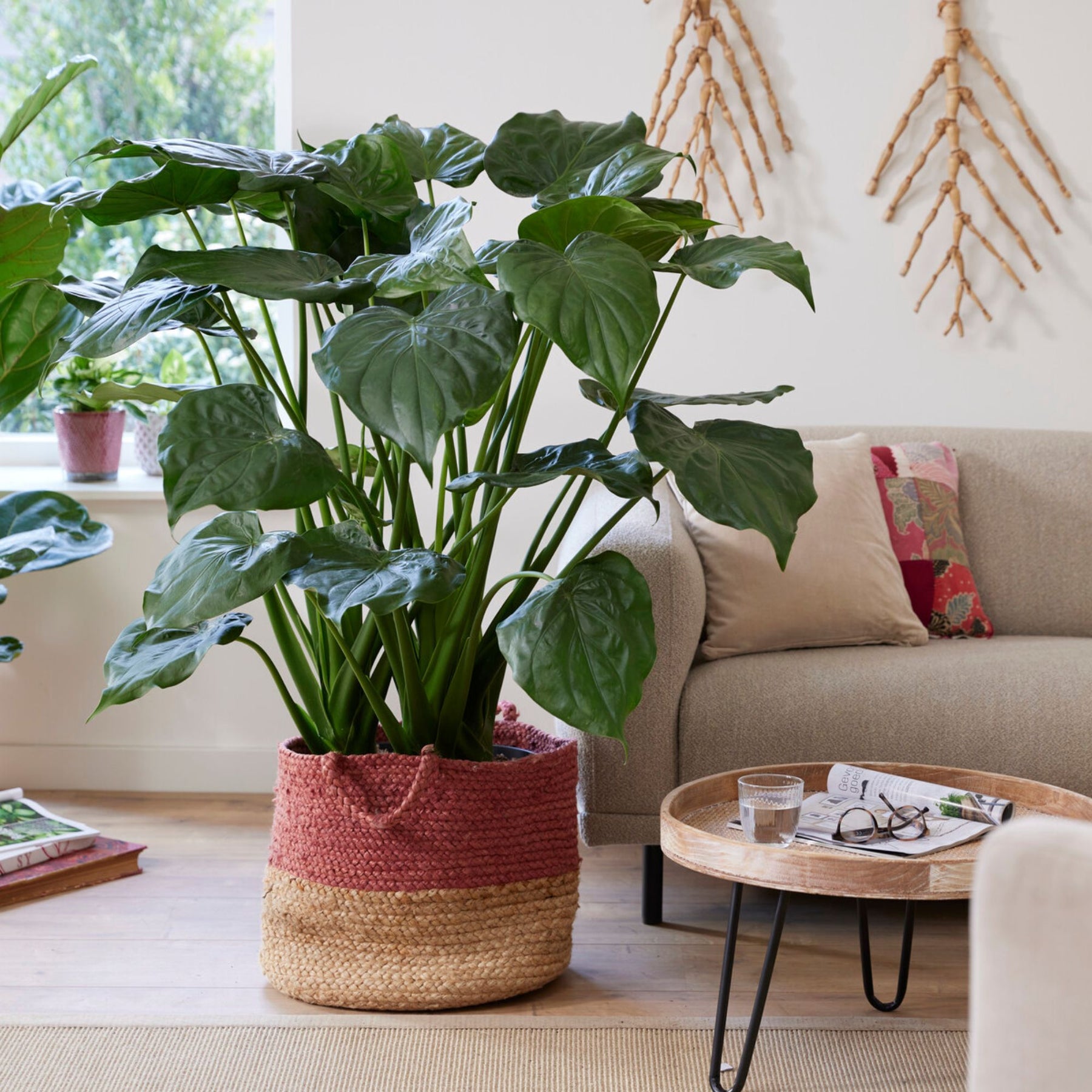 Oreille d'éléphant naine - Alocasia - Alocasia cucullata - Plantes d'intérieur