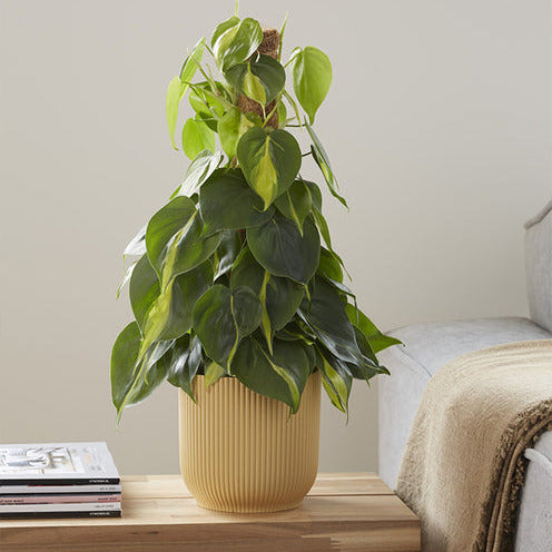 Philodendron Brasil