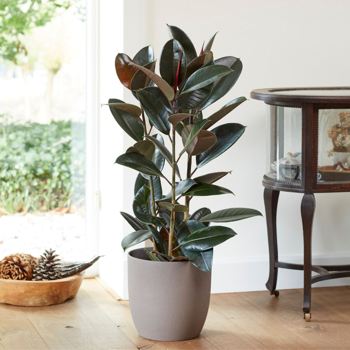 Caoutchouc Robusta - Ficus elastica Robusta - Willemse