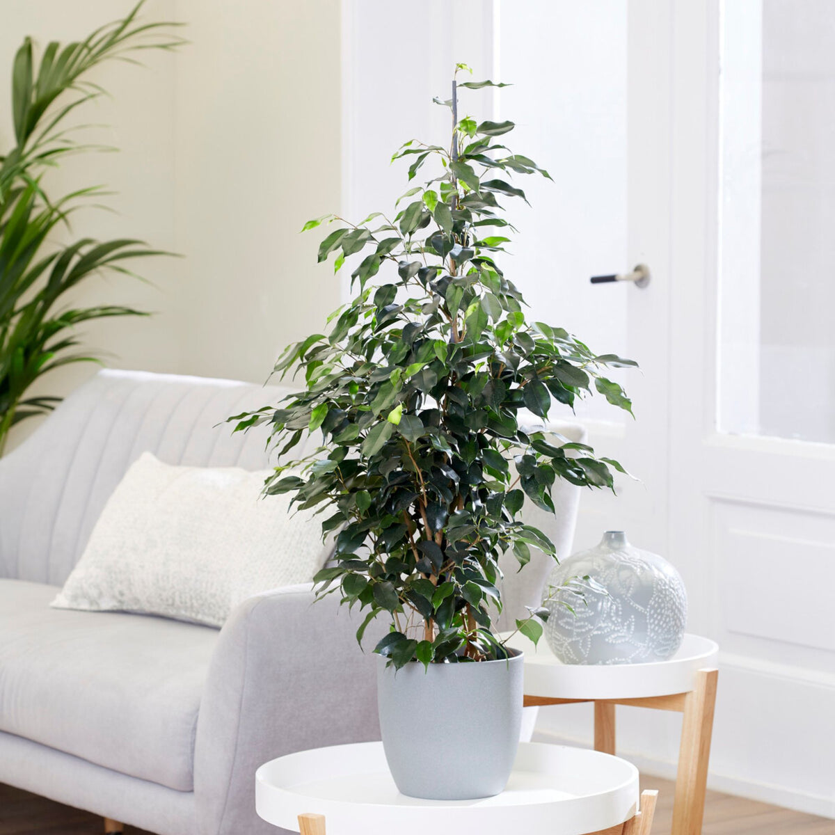 Ficus benjamina Danielle - Ficus benjamina Danielle - Willemse