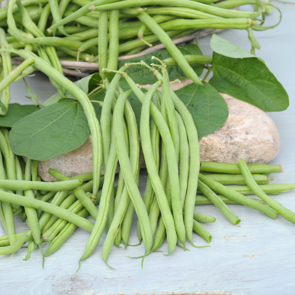 Haricot nain mangetout Castandel - Phaseolus vulgaris nain mangetout castandel (obt. clause) - Willemse