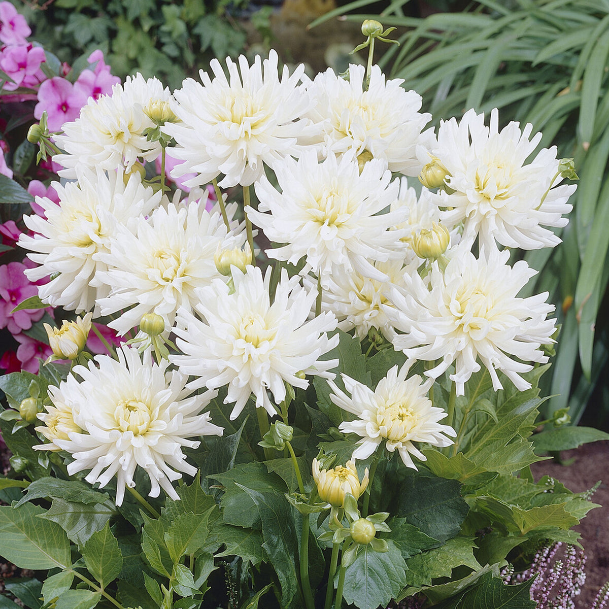 3 Dahlias cactus nain White Happiness - Dahlia White Happiness - Willemse