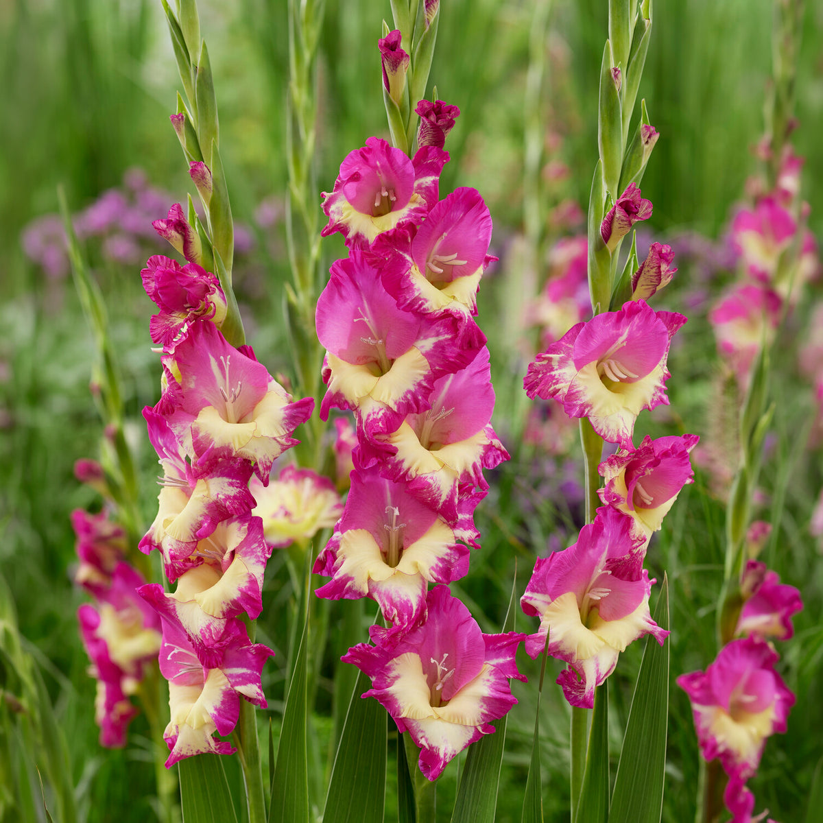 25 Glaïeuls Extravert - Gladiolus extravert - Willemse