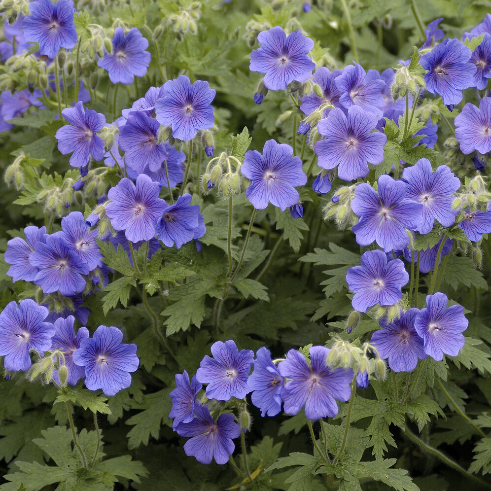 Géranium vivace bleu de l'Himalaya - Geranium himalayense - Willemse