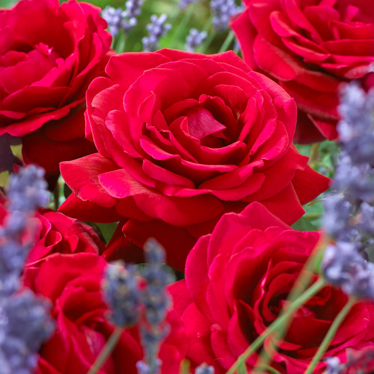 Rosier buisson La Magie du parfum - Duftzauber 84 - Rosa la magie du parfum - Willemse