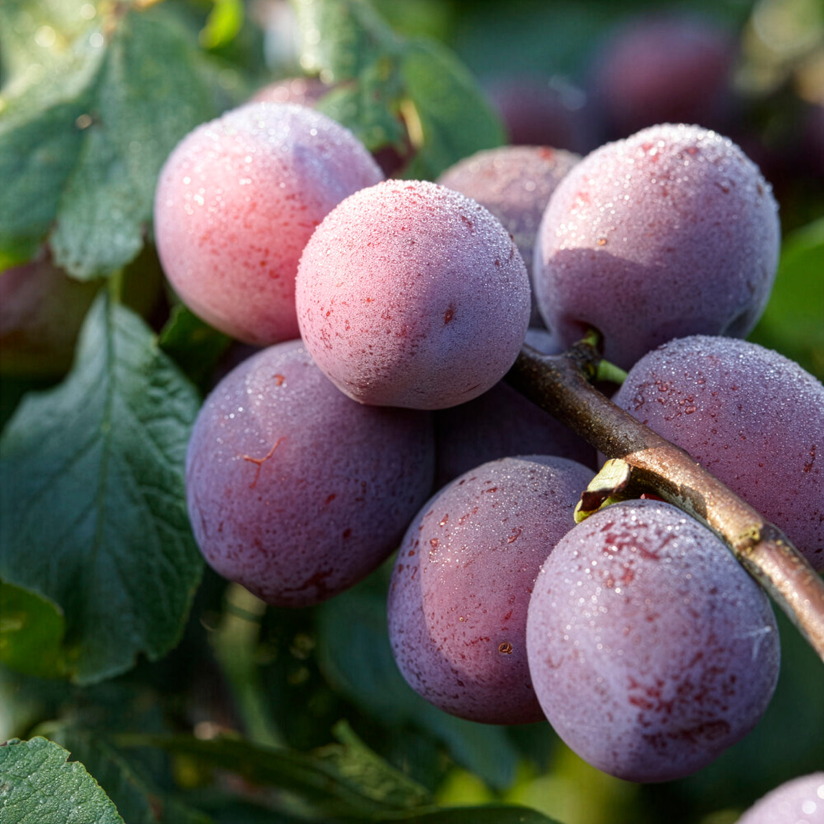 Prune Reine Claude d'Althan - Prunus domestica Reine Claude d'Althan - Willemse