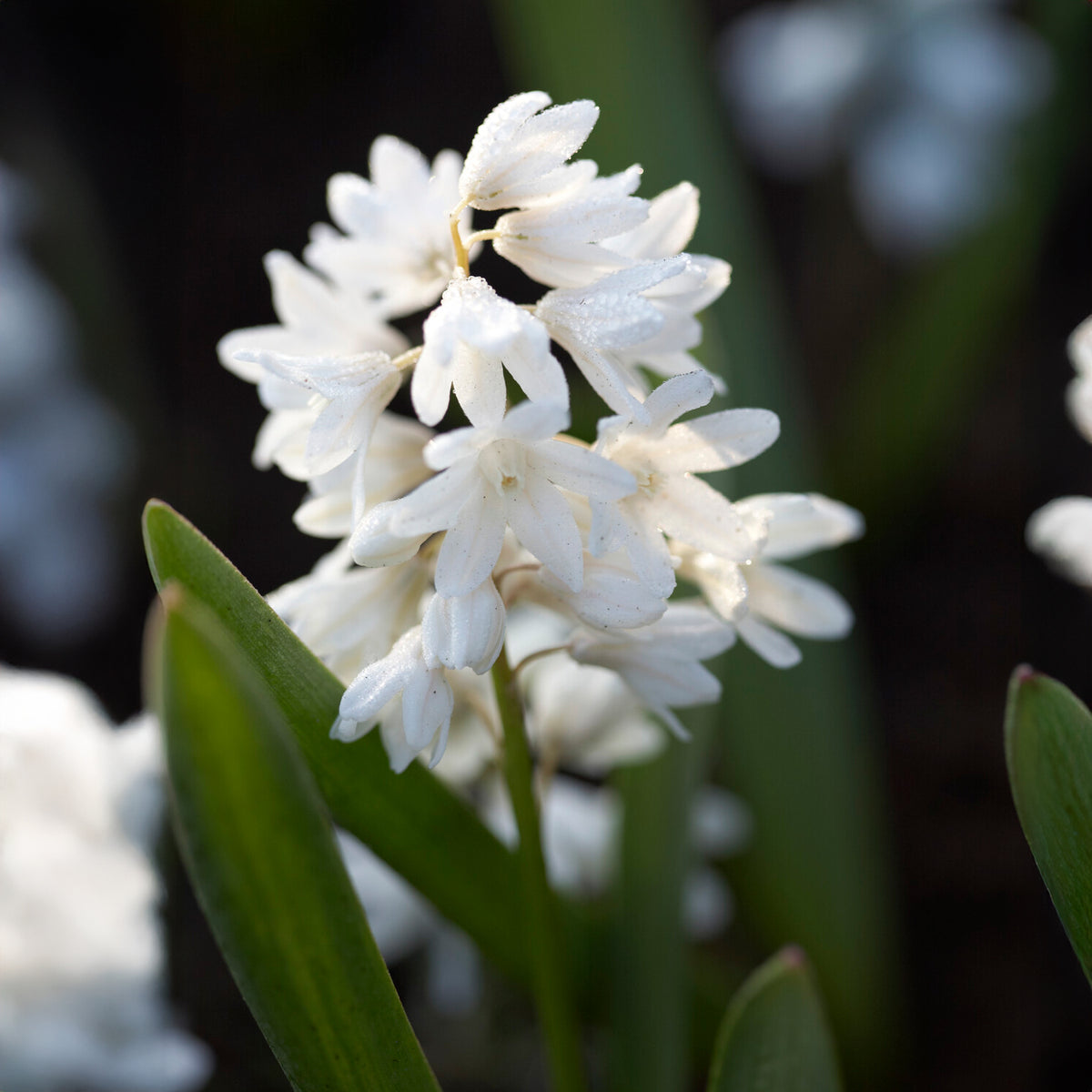 20 Puschkinia blancs - Puschkinia libanotica alba - Willemse