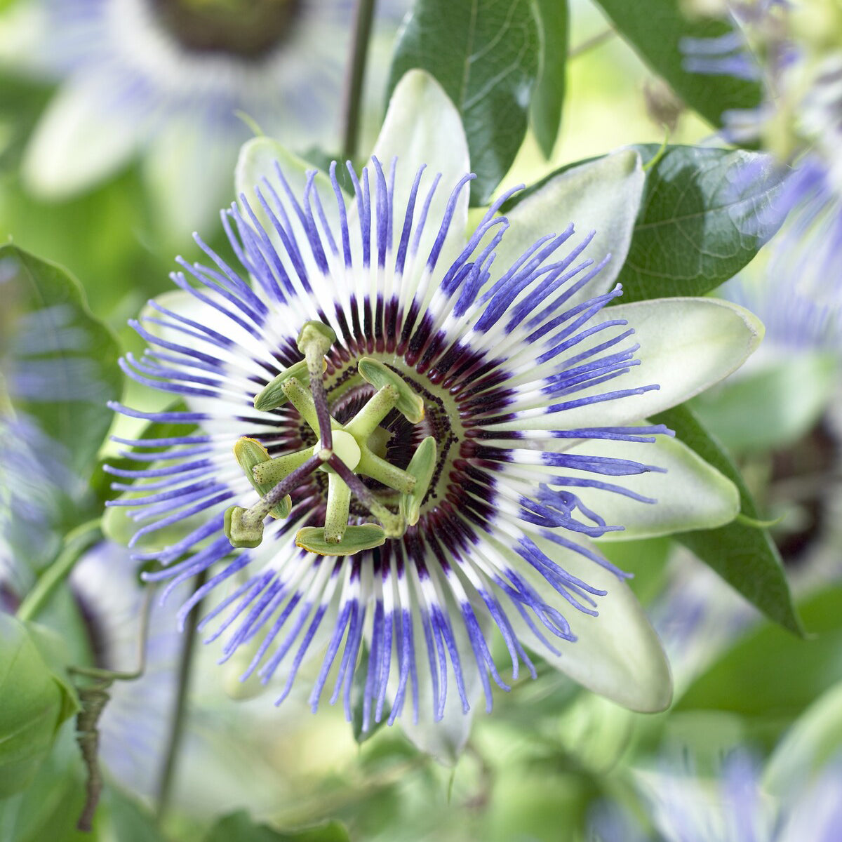 Passiflore Clear Sky - Passiflora caerulea Clear Sky - Willemse